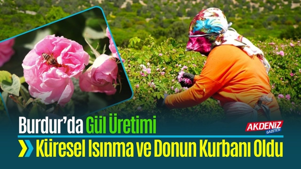 Burdur’da Gül Üretimi Küresel Isınma ve Donun Kurbanı Oldu