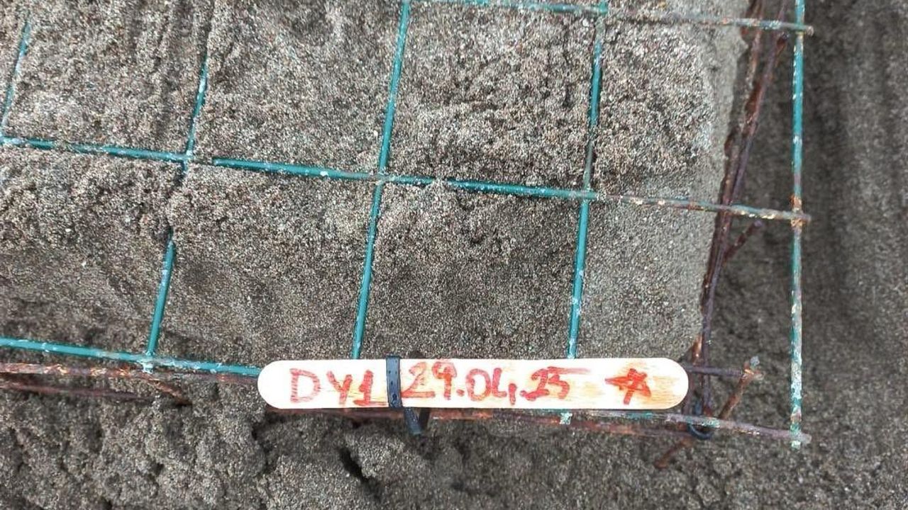 Caretta Carettalar İztuzu Sahili'ne Yumurta Bırakmaya Başladı