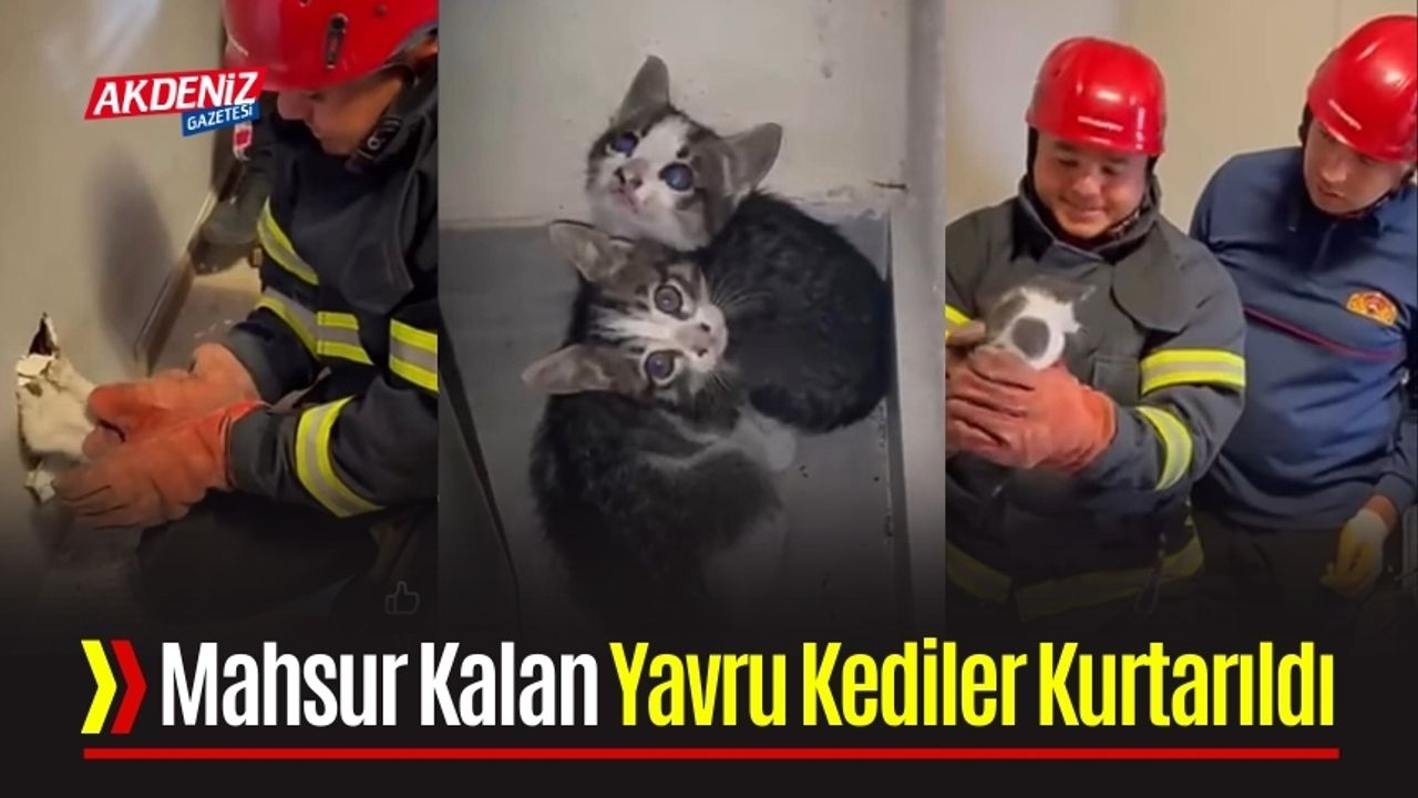 Mahsur Kalan Yavru Kediler Kurtarıldı