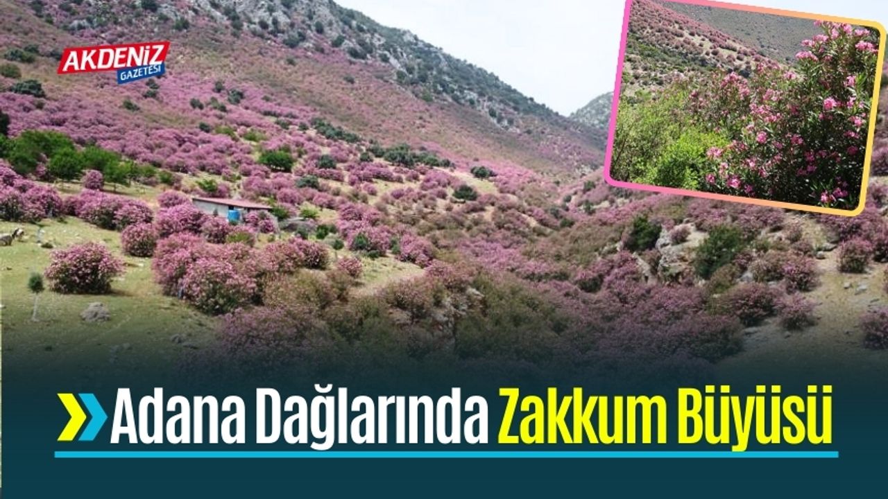 Adana Dağlarında Zakkum Büyüsü  Dağları Renklendirdi
