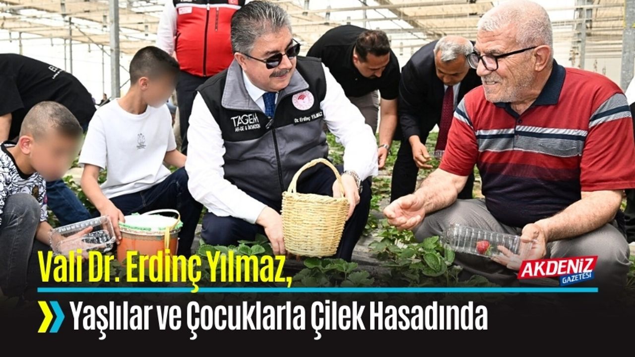 Vali Yılmaz, Yaşlılar ve Çocuklarla Çilek Hasadı Yaptı