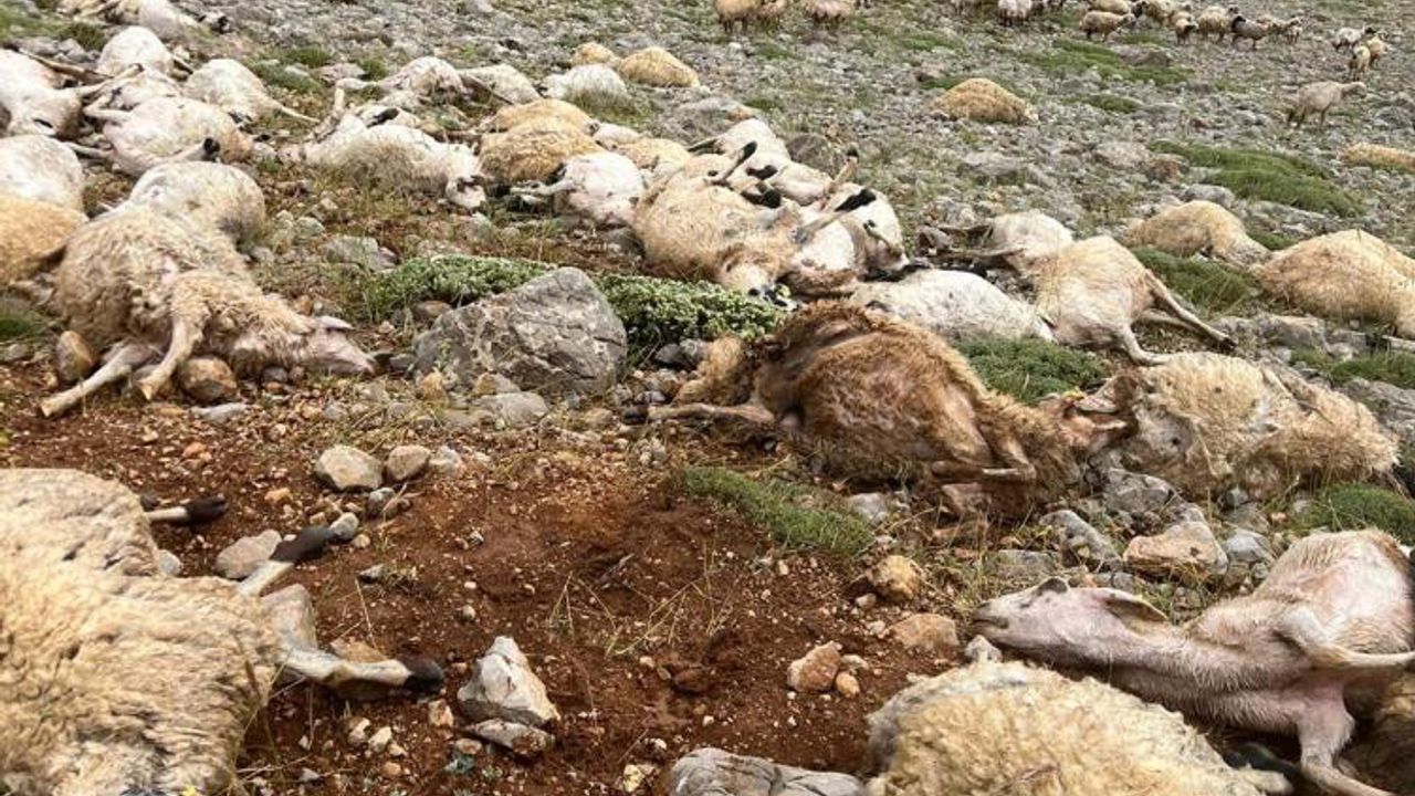 Tunceli'de Yaylaya Yıldırım Düştü: 200 Koyun Telef Oldu