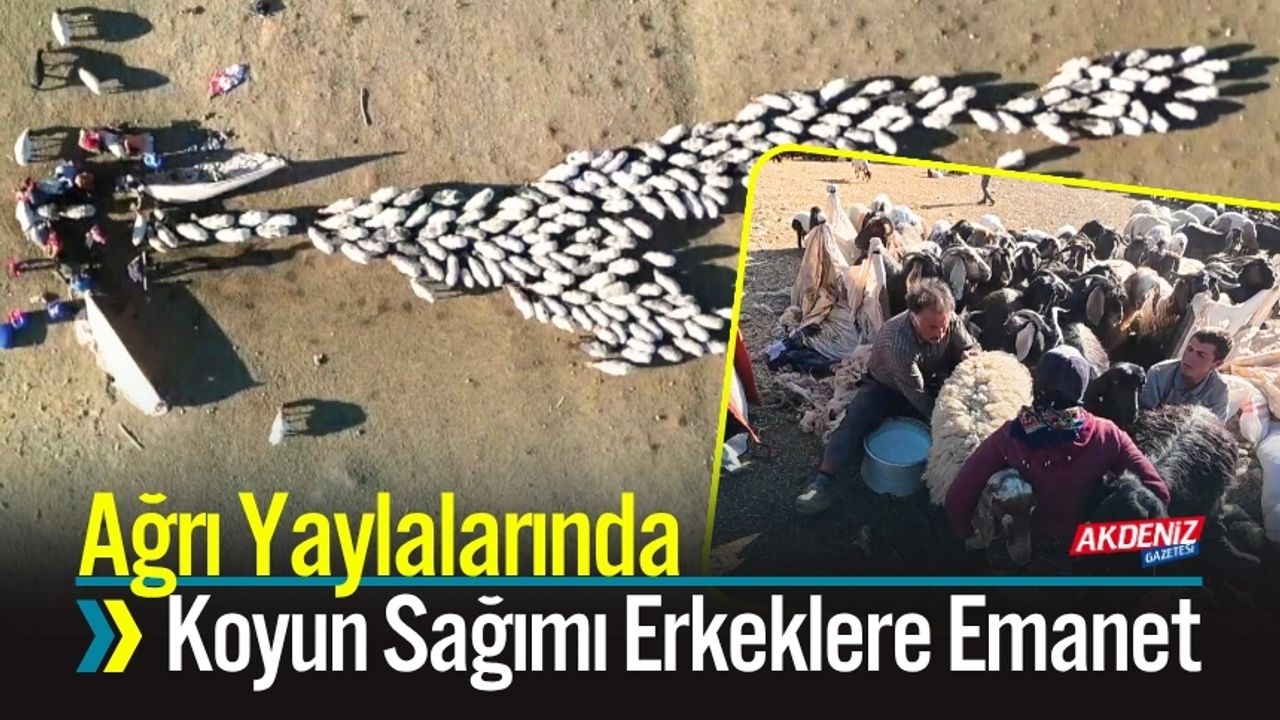 Ağrı Yaylalarında Koyun Sağımı Erkeklere Emanet