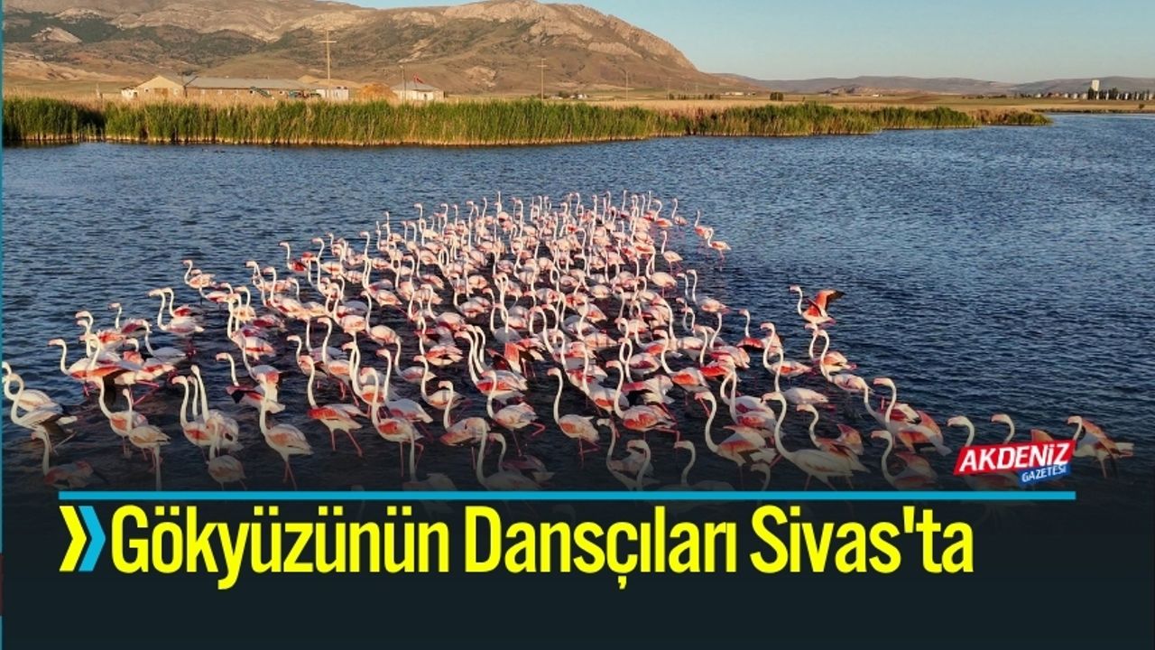 Gökyüzünün Dansçıları Sivas'ta