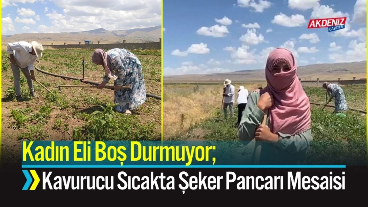 Kadın Eli Boş Durmuyor; Kavurucu Sıcakta Şeker Pancarı Mesaisi