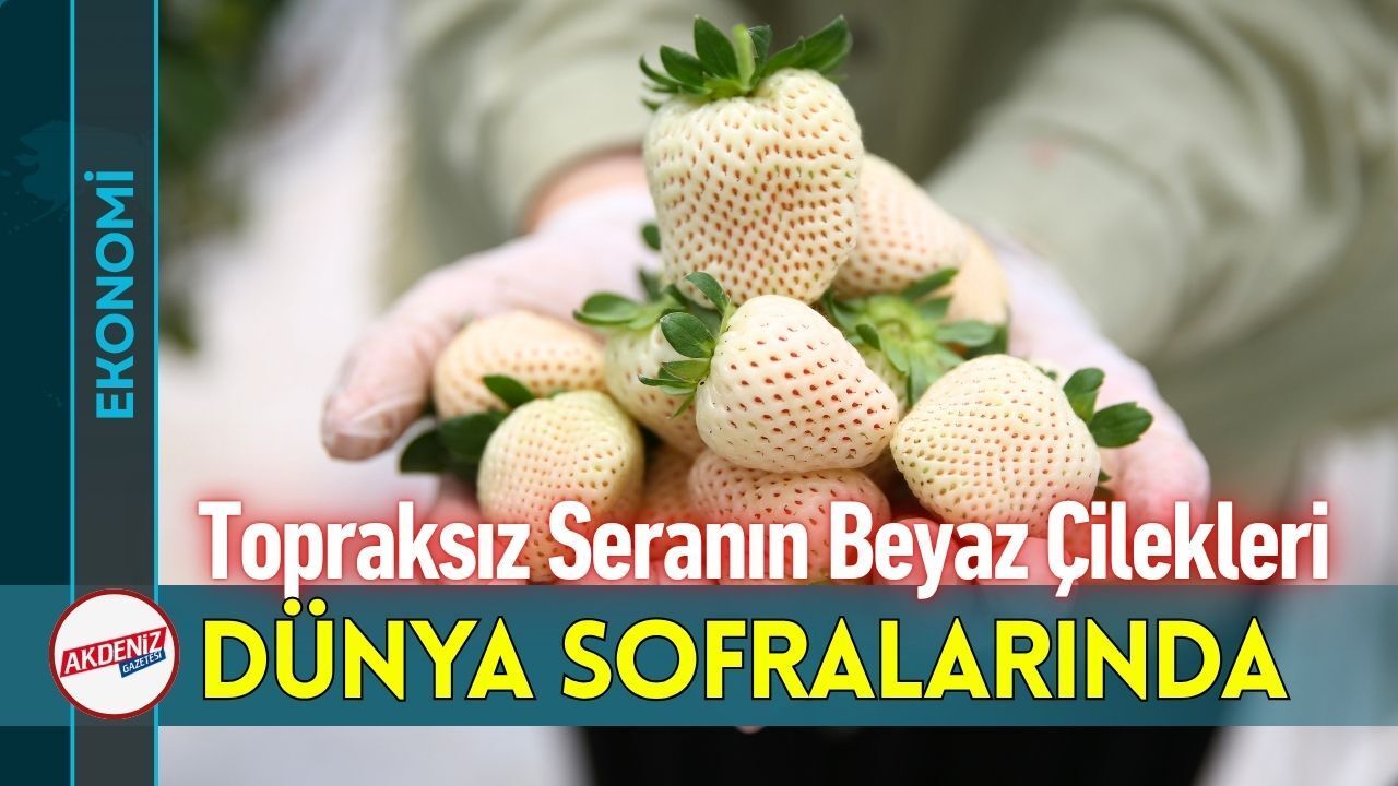 Topraksız Seranın Beyaz Çilekleri Dünya Sofralarında