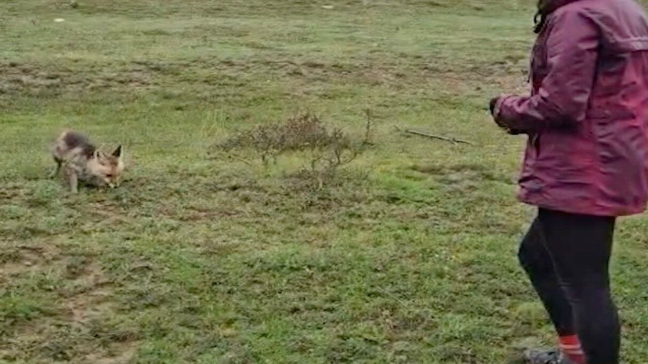 Vatandaş ve Tilkinin Şaşırtan Dostluğu