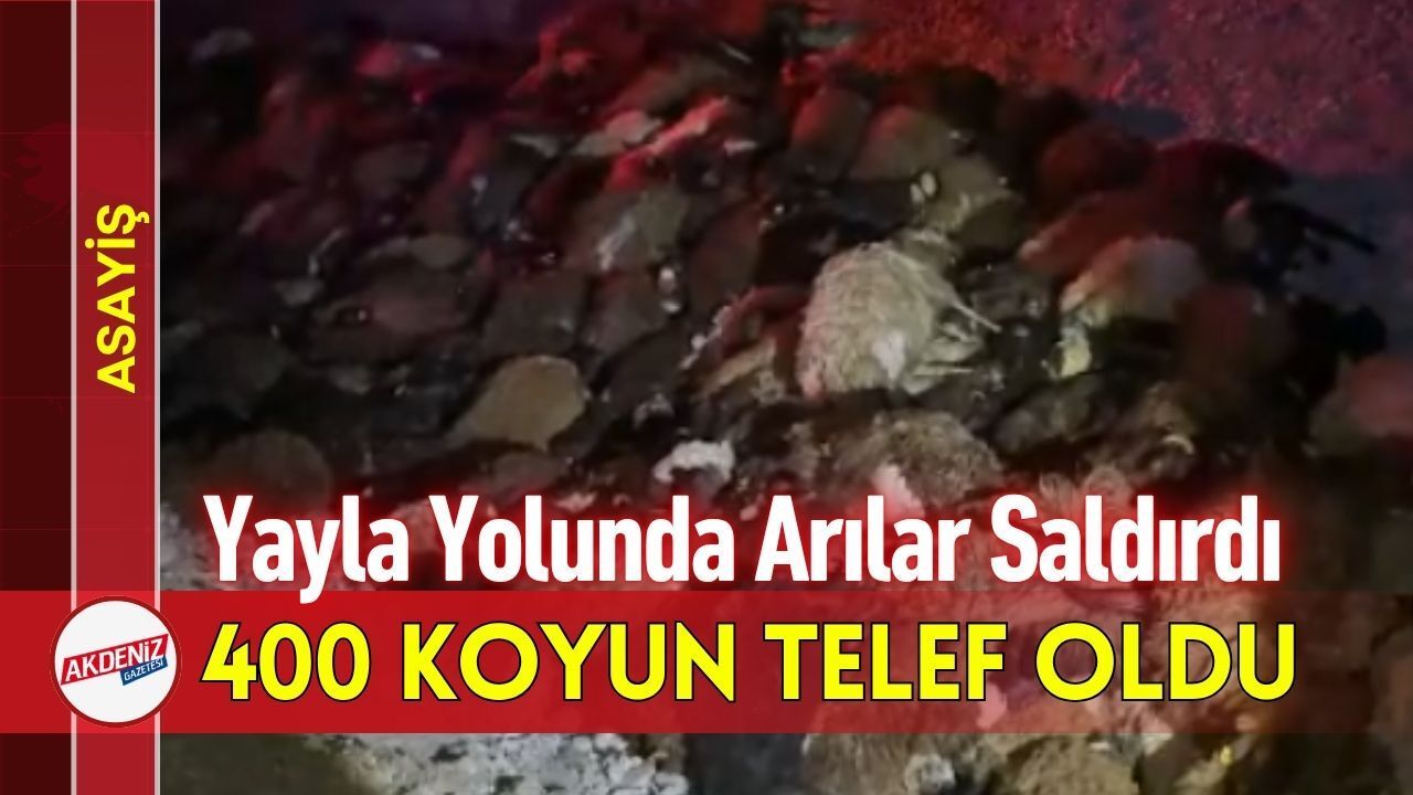 Yayla Yolunda Arılar Saldırdı, 400 Koyun Telef Oldu
