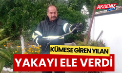 Kümeste yakalanan yılan doğal yaşamına bırakıldı