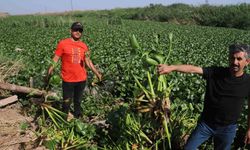 Asi Nehri’ni ihtişamlı görüntüsüne su sümbülleri engeli