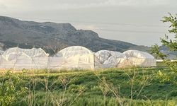 Etkili olan şiddetli rüzgarda seralar zarar gördü