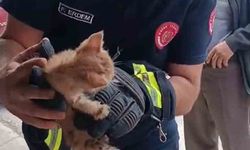 Hatay'da yavru kedi itfaiye ekipleri tarafından kurtarıldı