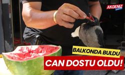 Balkonunda buldu, can dostu oldu