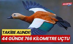 Takibe alındı, 44 günde 766 kilometre uçtu