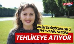 İklim değişikliği o hayvanın neslini tehlikeye atıyor