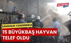 15 BÜYÜKBAŞ HAYVAN TELEF OLDU