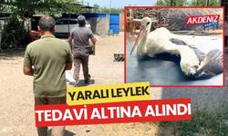 YARALI HALDE BULUNAN LEYLEK, TEDAVİYE ALINDI