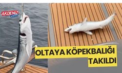 Oltaya köpek balığı takıldı