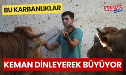 Bu Kurbanlıklar Keman dinleyerek büyüyor