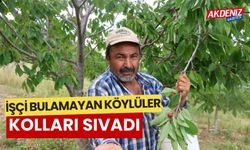 Kiraz hasadı başladı, köylüler kolları sıvadı