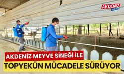 Akdeniz Meyve Sineği ile topyekun mücadele sürüyor