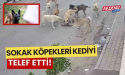 Sokak köpekleri kediyi telef etti