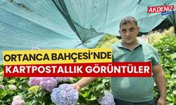 Hatay'da bulunan ortanca bahçesi kartpostallık görüntüler ortaya çıkarttı