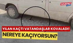 Yılan kovalamacası araçta son bulunca!