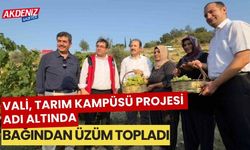 Vali, Tarım kampüsü projesi adı altında üzüm topladı