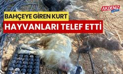 Bahçeye giren kurt hayvanları telef etti