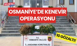 OSMANİYE'DE KENEVİR OPERASYONU! 10 GÖZALTI