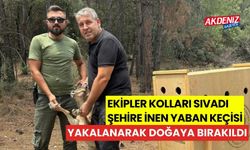 Ekipler kolları sıvadı, şehire inen yaban keçisi yakalanarak doğaya salındı