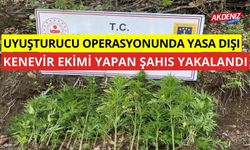 Uyuşturucu operasyonu'nda yasa dışı keneveri ekimi yapan şahıs yakalandı