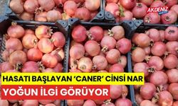 Hasatı başlayan ’Caner’ cinsi nar yoğun ilgi görüyor