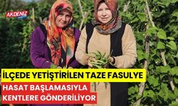 İlçede yetiştirilen taze fasulye hasat başlamasıyla kentlere gönderiliyor