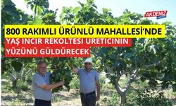 800 rakımlı Ürünlü Mahallesi'nde yaş incir rekoltesi üreticinin yüzünü güldürecek