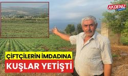 OSMANİYE'DE ÇİFTÇİLERİN İMDADINA KUŞLAR YETİŞTİ