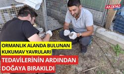 Ormanlık alanda bulunan kukumav yavruları tedavilerinin ardından doğaya bırakıldı