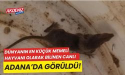 Dünyanın en küçük memeli hayvanı olarak bilinen Batodonoides Vanhouteni, Adana'da görüldü