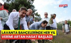 Lavanta bahçelerinde, her yıl verimi artan hasat başladı