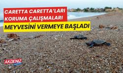 Caretta caretta'ları koruma çalışmaları meyvelerini veriyor