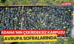 Adana’nın çekirdeksiz karpuzu Avrupa sofralarında