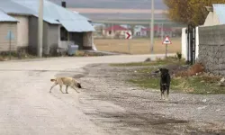 Sahipsiz sokak hayvanları düzenlemesi Meclis'e geldi mi, ne zaman çıkacak?