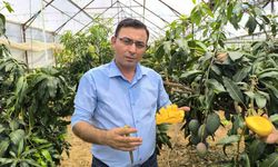 Alanya’da tropikal meyve olan mango hasadı başladı