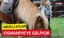 MİDİLLİ ATLAR OSMANİYE'YE GELİYOR