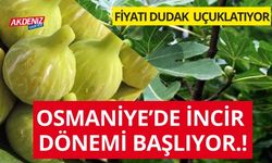 OSMANİYE'DE İNCİR DÖNEMİ BAŞLIYOR