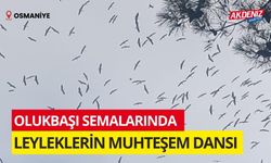 OSMANİYE’NİN OLUKBAŞI YAYLASINDA LEYLEKLERİN MUHTEŞEM DANSI