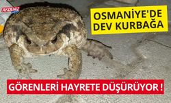 OSMANİYE'DE DEV KURBAĞA: GÖRENLERİ HAYRETE DÜŞÜRÜYOR!