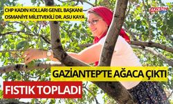 CHP KADIN KOLLARI GENEL BAŞKANI DR.ASU KAYA, GAZİANTEP'TE GİYDİ ŞALVARI, TOPLADI FISTIĞI