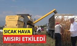 OSMANİYE'DE SICAK HAVA MISIR HASADINI ETKİLEDİ (video)